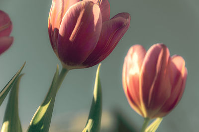 Close-up of tulip flower