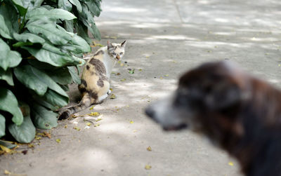 High angle view of dog