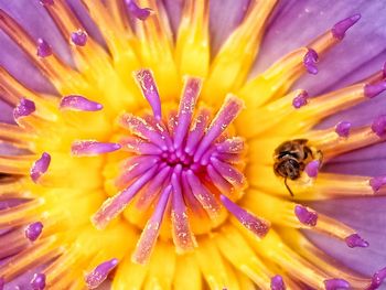 Close-up of bee on yellow flower