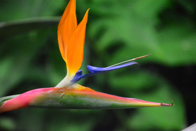 Close-up of orange flower