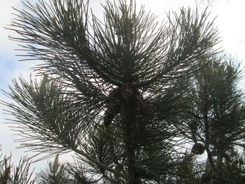 Low angle view of tree against sky