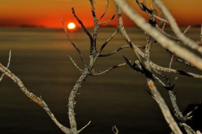 Close-up of frozen plant during sunset