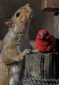 Close-up of squirrel