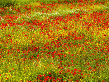 Full frame shot of red flowering plants on field