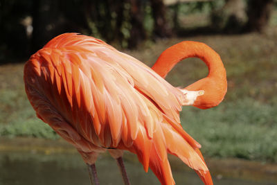 Close-up of bird