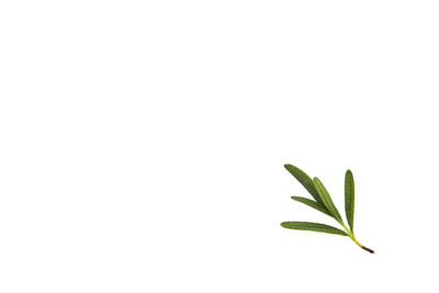 Close-up of plant against white background