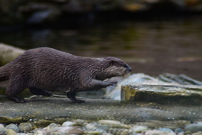 Close-up of an otter