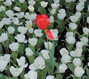 Close-up of red flowers