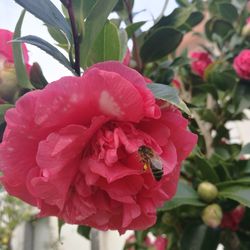 Close-up of pink flower blooming outdoors