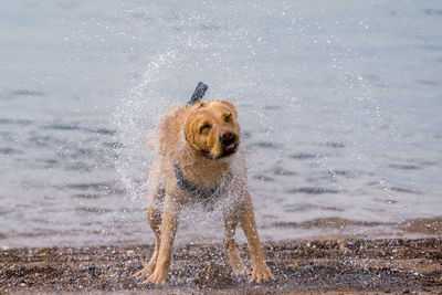 Dog running in water