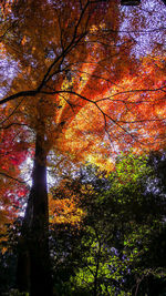 Low angle view of autumnal trees