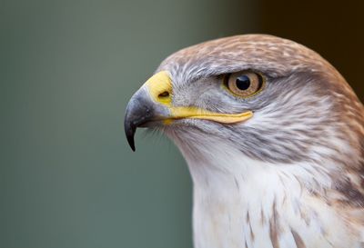 Close-up of eagle