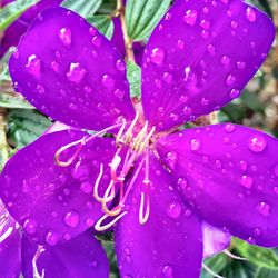 Close-up of water drops on purple flower