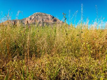 Plants growing on land against sky