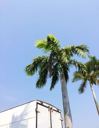 Low angle view of coconut palm trees growing against clear blue sky