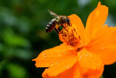 Close-up of insect on orange flower