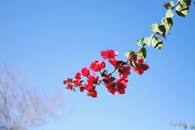 Low angle view of cherry blossom against blue sky