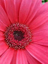 Close-up of pink flower
