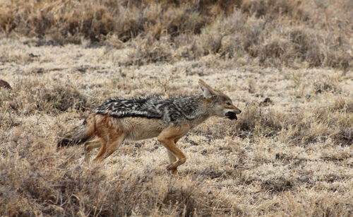 Side view of black-backed jackal running on field