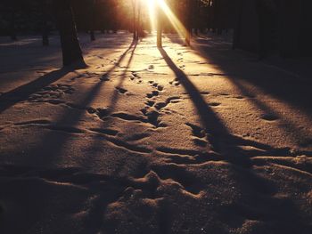Shadow of tree on sand at beach during sunset
