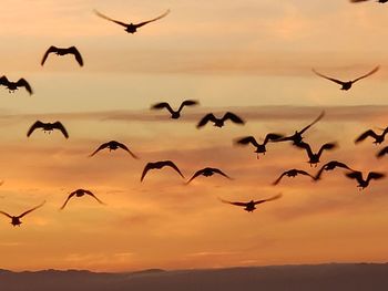 Low angle view of seagulls flying in sky