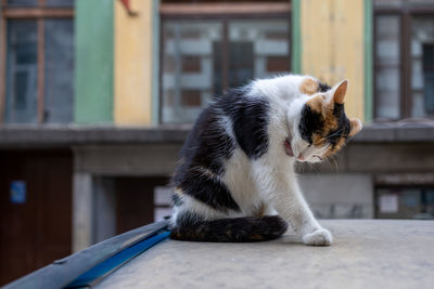 Close-up of a cat looking away