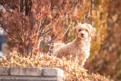 Portrait of a dog against plants