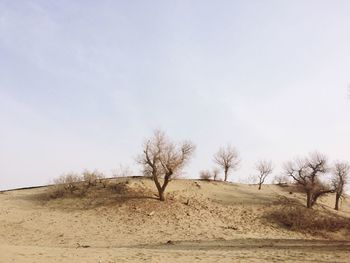 Trees on sand dune in desert against sky