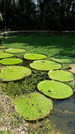 Water lily in pond