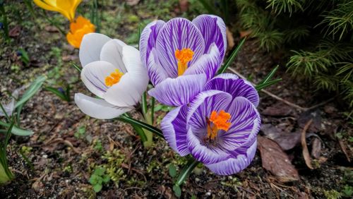 High angle view of purple crocus flowers on field