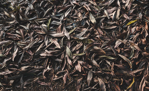 High angle view of dry leaves on field