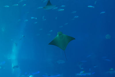 Close-up of fish swimming in sea