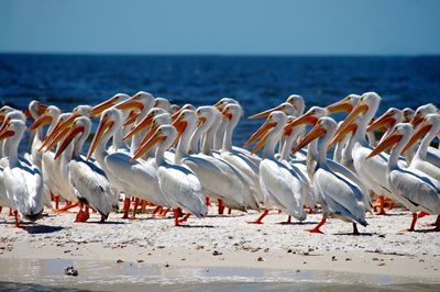 Seagull flying over beach