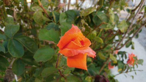 Close-up of red rose flower