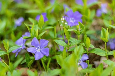 Close-up of purple flowering plants