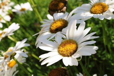 Close-up of white daisy flowers