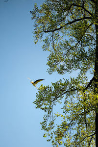 Low angle view of bird flying