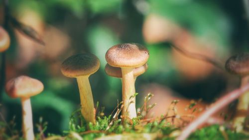 Close-up of fly agaric mushroom