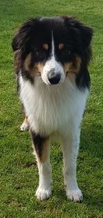 Portrait of dog standing on field