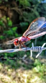 Close-up of dragonfly on plant