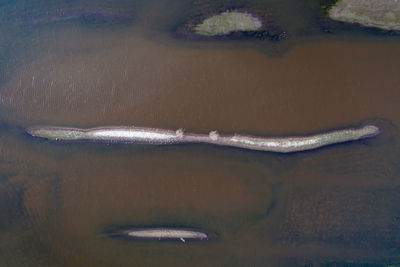 High angle view of fish swimming in sea