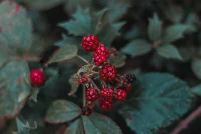 Close-up of red berries growing on tree