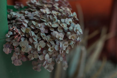 Close-up of hydrangea outdoors