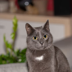 Close-up portrait of a cat