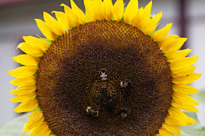 Four bumblebees landing on a sunflower