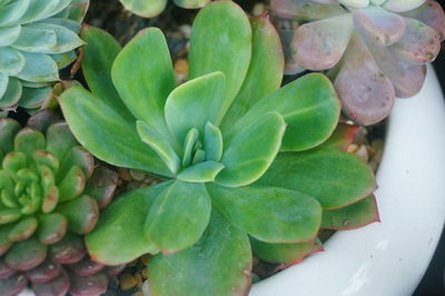 High angle view of succulent plant