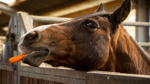 Close-up of a horse with a carrot in mouth