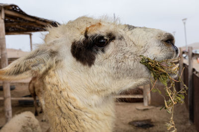 The peruvian lama is a large camelid native to south america. the lama is a domestic breed.