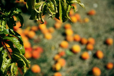 High angle view of peach tree