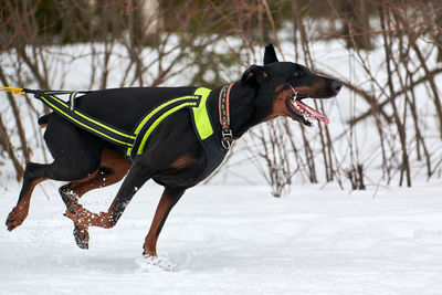 Running doberman dog on sled dog racing. winter dog sport sled team competition. dobermann pinscher